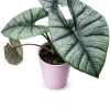 A sculptural indoor plant that reads like art, this Elephant Ear (Colocasia)