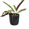 Bold, graphic foliage makes a memorable gift-this Rattlesnake (Goeppertia insignis) plant is