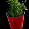 Perfect as a birthday gift, housewarming present, or everyday pick-me-up, this Red