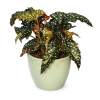 Speckled, sculptural foliage is the star here: a Polka Dot Begonia plant