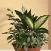 mix green plants dish garden