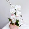 Cascading white Phalaenopsis orchids bring quiet elegance to any room - a