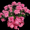Pink flowering plant with a large checkered ribbon bow