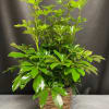 Potted green houseplant with glossy leaves in a woven basket