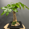 Tabletop bonsai-style green plant with glossy leaves in a black square container