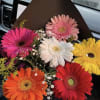 6 gerber daisy mixed can choose #1 or #2 