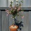 A beautiful Fushia Tree planted in a ceramic pot