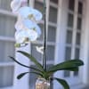Arrangement measures approximately 22" H
Bring timeless elegance into any home or office