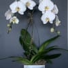 Orchid Plants in silver 6x6 cube 