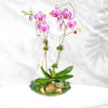Pink and white orchid plant in a shallow shell-shaped dish with moss and seashell accents.
