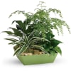 A gift to grow on! Delivered in a modern tapered tray, this