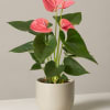 Pink anthurium plant in a beige pot