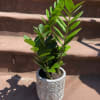 Potted ZZ plant. Pot may vary