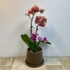 Orchids are uniquely beautiful and a wonderful surprise for any plant enthusiast.
