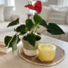 A single glossy red anthurium makes a confident statement-perfect as a housewarming