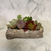 A low, horizontal display of assorted succulents planted in a rustic driftwood