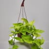 Select this vibrant and full neon hanging pothos that is a perfect
