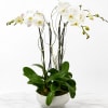 Experience the exquisite elegance of our arrangement featuring four stunning orchid plants