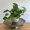Pothos plant potted in a clay ceramic pot