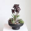 A curated mix of succulents designed to thrive with ease. This succulent