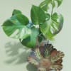 A bold, sculptural Monstera plant brings instant tropical style to any room