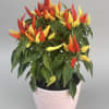 Bright clusters of upright chili peppers in red, yellow, and orange make