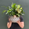 Person holding a large potted green plant arrangement in a textured bowl