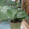 10" Potted Swiss Cheese plant in a metal container.  