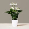 About White Anthurium Plant
With their heart-shape petals and lavish glossy leaves, this