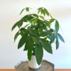 6 Inch Money Tree in a white ceramic pot