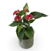 Select this unique 4" anthurium plant in a sleek ceramic container. 


