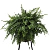 A beautiful 10" Boston fern that can hang or sit! This fern