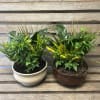 Two mixed green potted plants in ceramic bowls