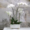 White orchids arranged in a rectangular white planter.