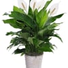 Potted peace lily with white blooms in a woven basket