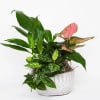 A nice planter including assorted plants. Perfect for anyone who loves plants.