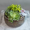 Succulent arrangement in a patterned ceramic bowl