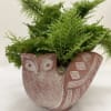 A playful owl-shaped ceramic planter filled with a lush green fern makes