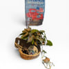 Basket full of gardener's supplies, 6" plant and garden flag