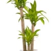 A sculptural trio of dracaena mass cane plants creates a clean, modern