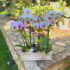 Multiple mini orchids in seasonal colors create this sweet combination perfect for