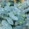 Beautiful Plant