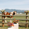 Colorful mixed flower arrangements in vases by a wooden fence with a brown and white horse in a field.
