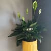 Potted peace lily. Stunning and definitely an eye catcher. Is suitable for