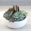 A mix of succulents designed in a white ceramic bowl.  