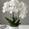 Crisp white Phalaenopsis orchids arch gracefully from multiple stems, the clean white