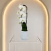 A single, graceful Phalaenopsis orchid brings quiet elegance to any room -