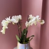Arching white phalaenopsis orchids create a serene, modern focal point-perfect as an