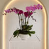 An exquisite display of premium phalaenopsis orchids artfully arranged in a ceramic