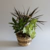 Beautifully  arranged assortment of plants in different heights, textures and colors